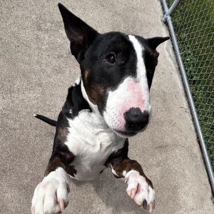 Sparkles, Adult Female Terrier