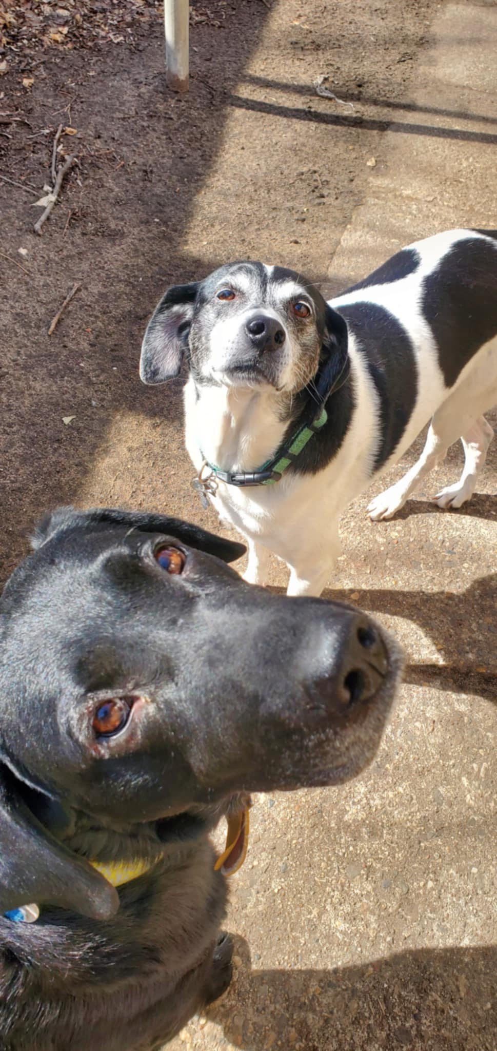 Buddy *Temporary Foster Home Needed 05/24-06/11*