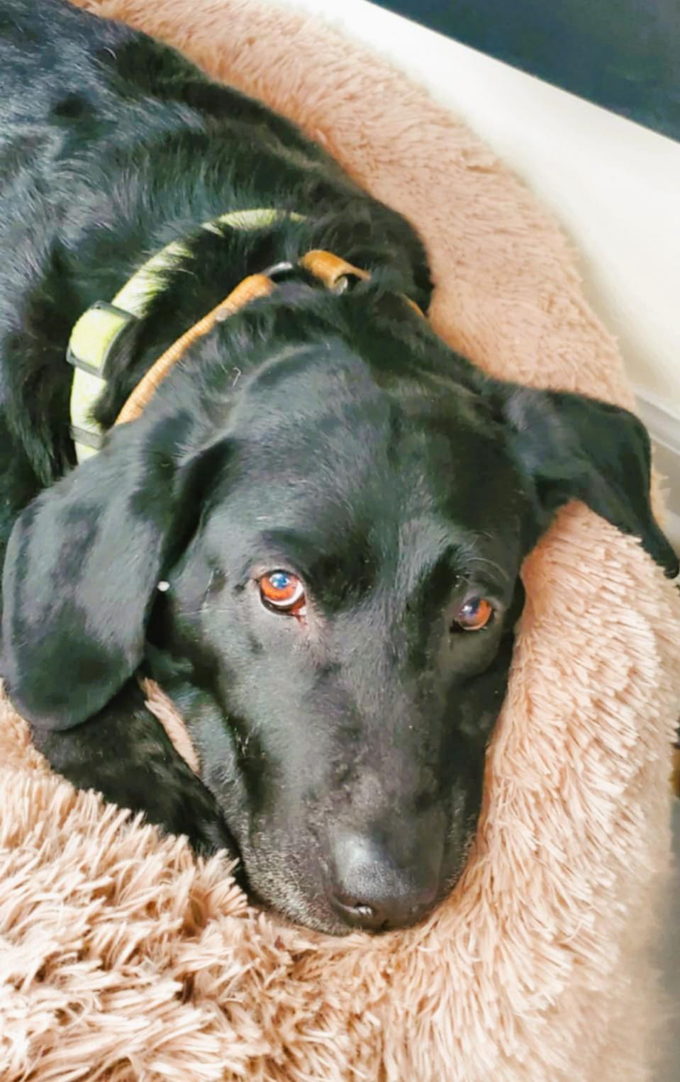 Buddy *Temporary Foster Home Needed 05/24-06/11*