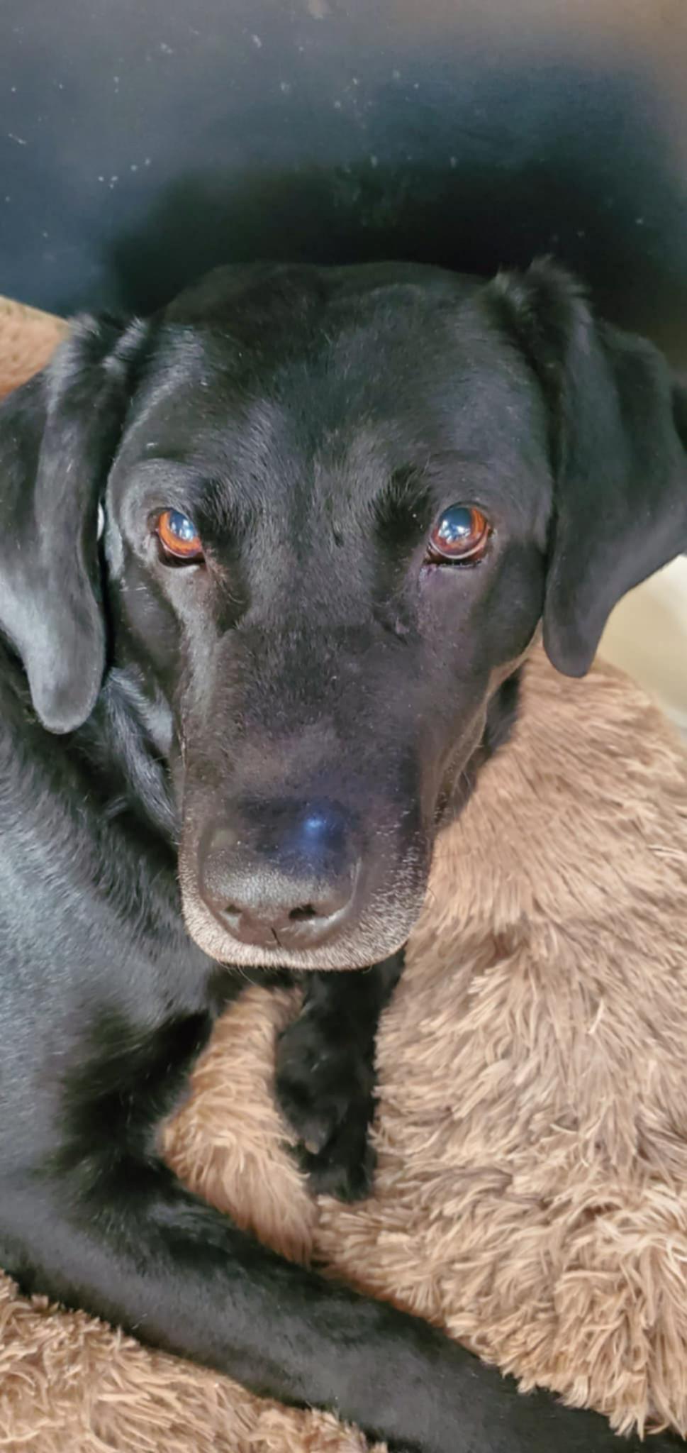 Buddy *Temporary Foster Home Needed 05/24-06/11*