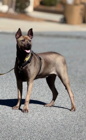 Meet Rufus Rockstar Personality Rufus Rockstar is a sweet and loving young pup whos ready to shin