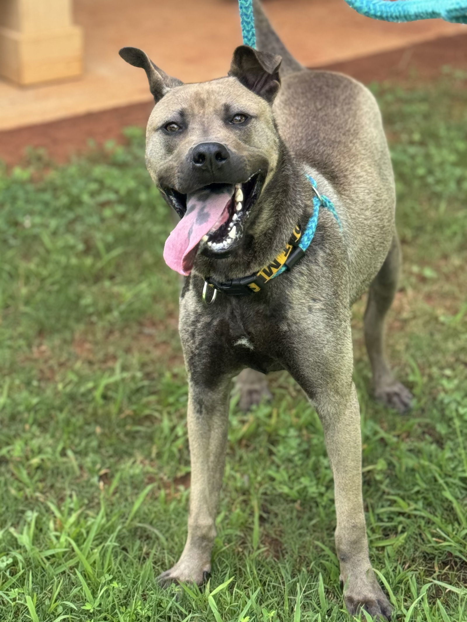 Rufus Rockstar