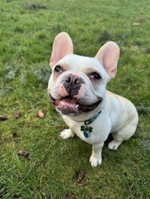 Animal Profile Biscuit was found wandering as a stray in So Cal without a collar or microchip He 