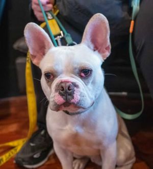 Animal Profile Biscuit was found wandering as a stray in So Cal without a collar or microchip He 