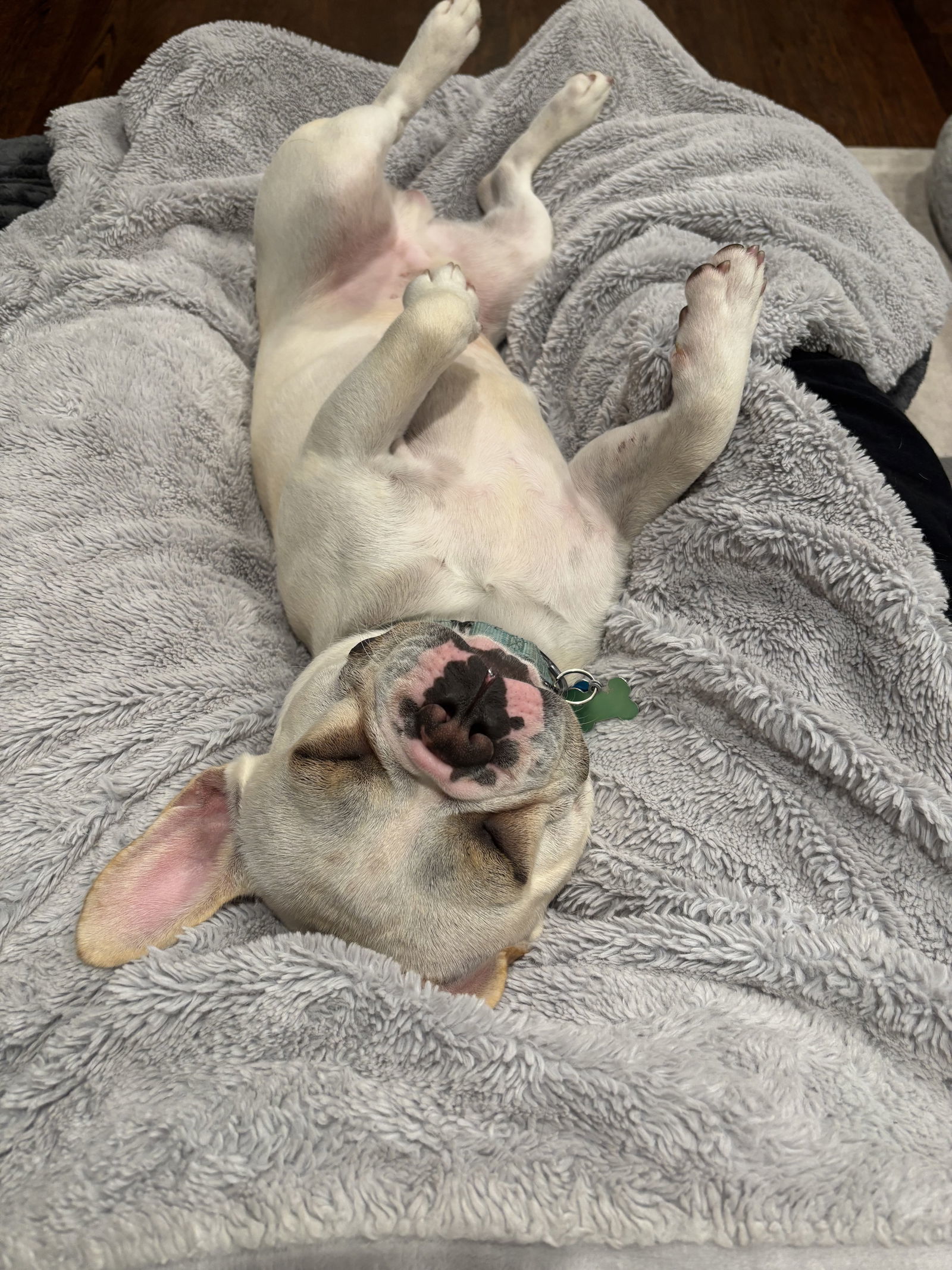 Biscuit