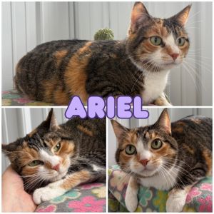 Ariel