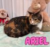 Ariel photo 3