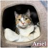 Ariel photo 4