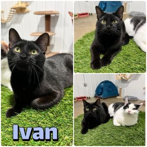Ivan, Young Male Domestic Short Hair