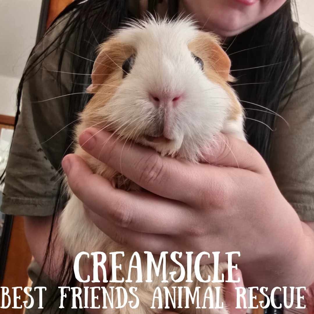 Creamsicle