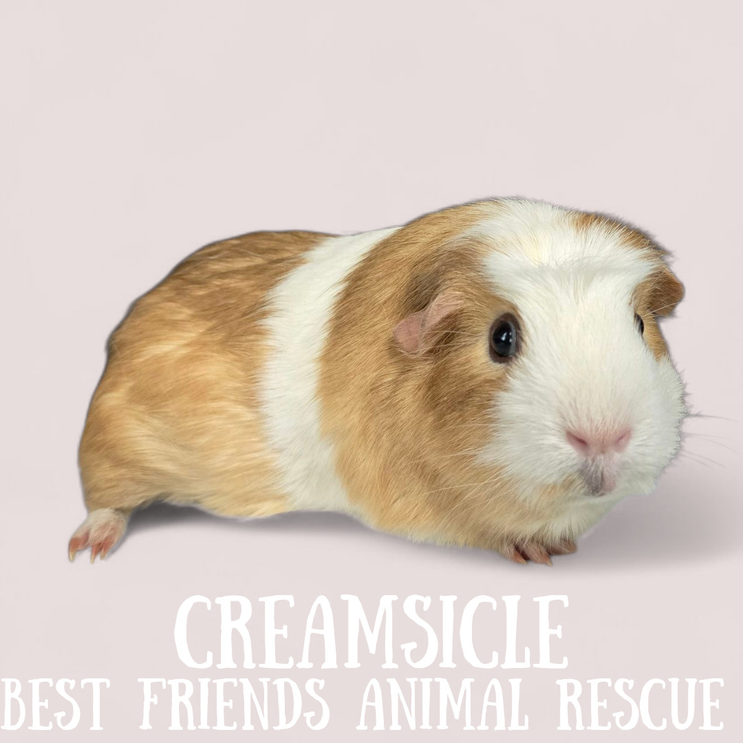 Creamsicle