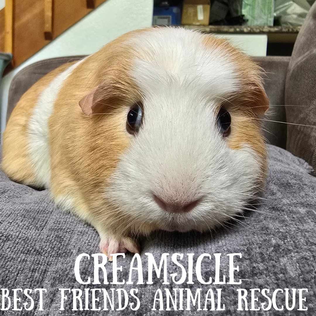 Creamsicle