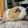 Creamsicle photo 3