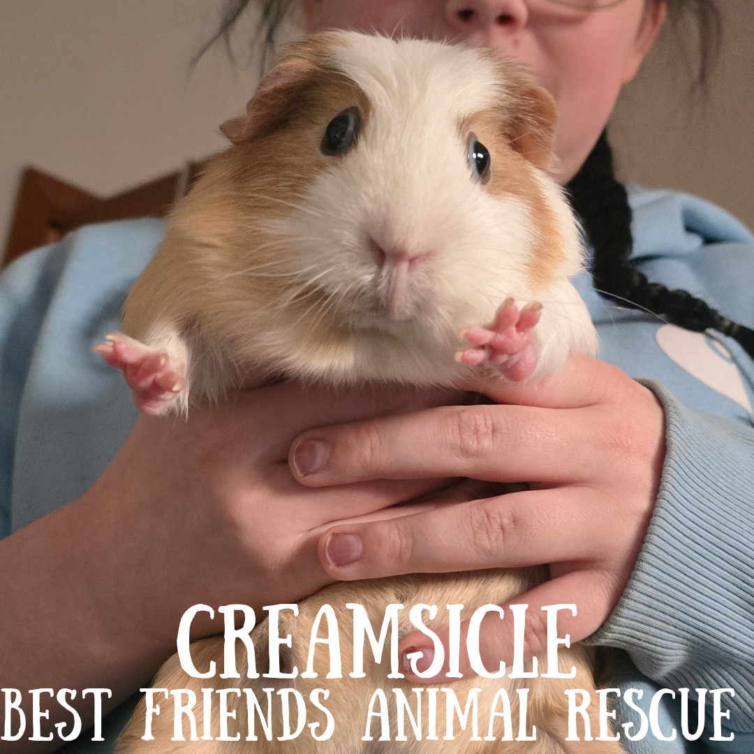 Creamsicle