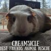 Creamsicle photo 5