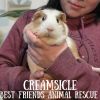 Creamsicle photo 6