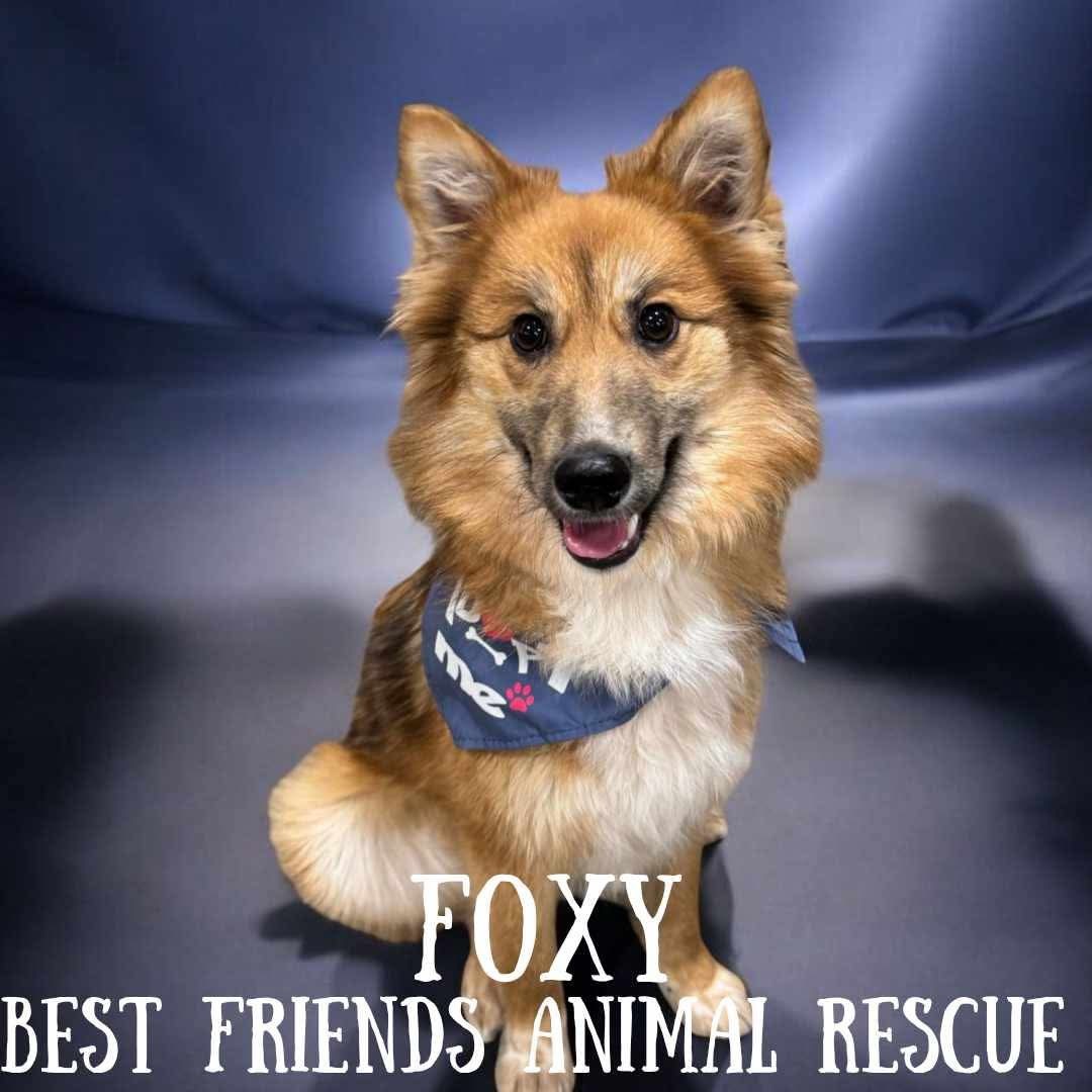 Foxy, an adoptable Finnish Spitz in Wasilla, AK, 99654 | Photo Image 1
