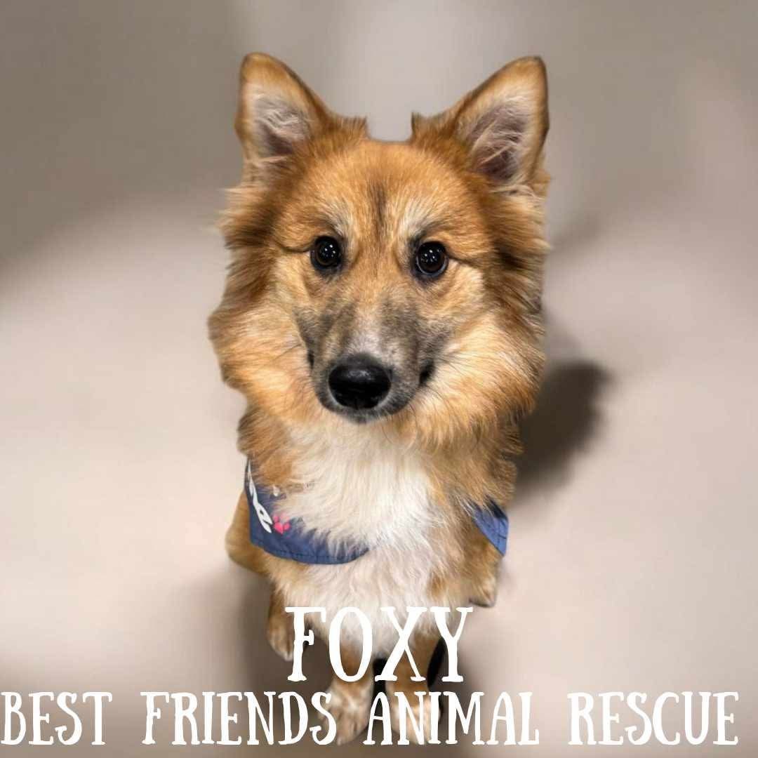Foxy, an adoptable Finnish Spitz in Wasilla, AK, 99654 | Photo Image 2