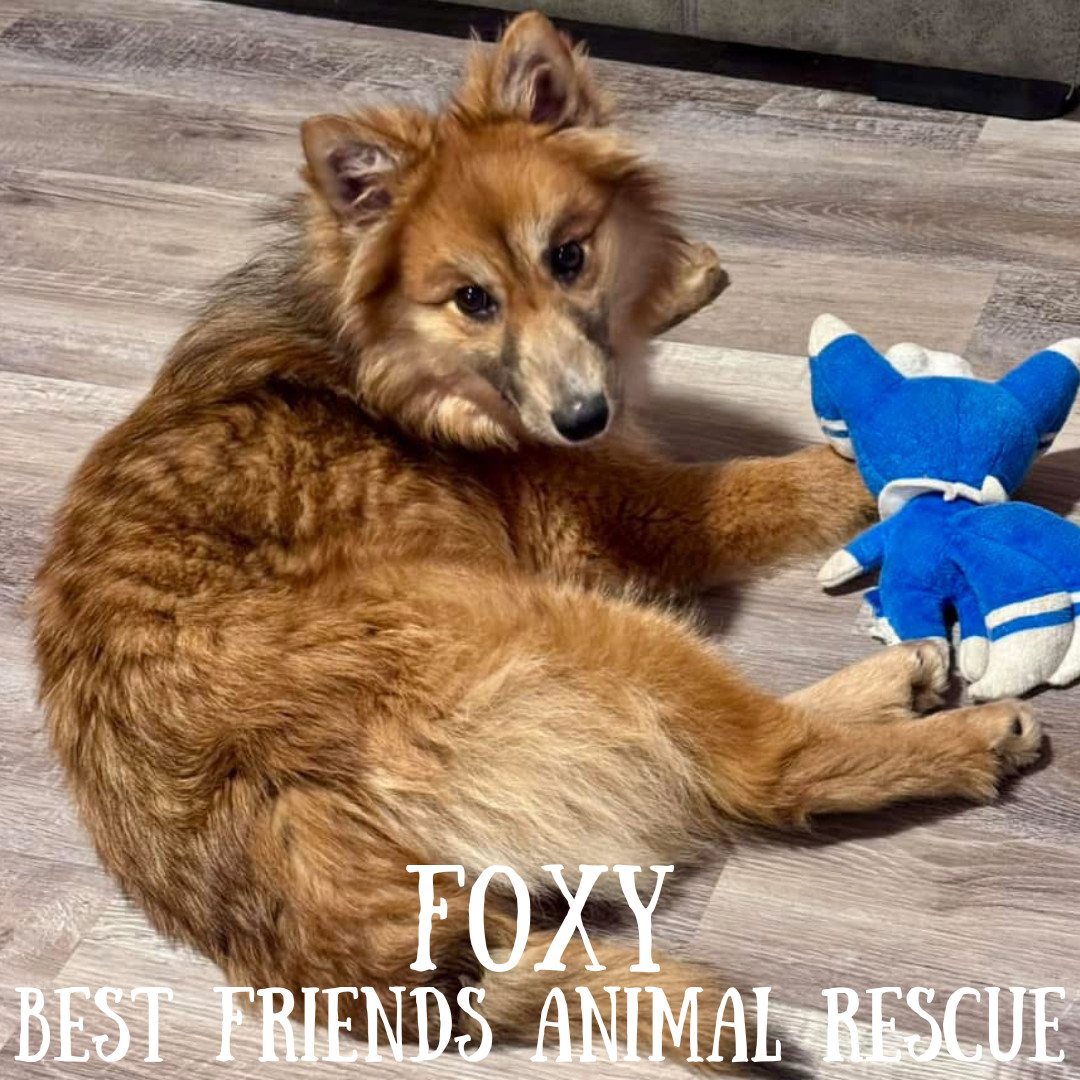 Foxy, an adoptable Finnish Spitz in Wasilla, AK, 99654 | Photo Image 3