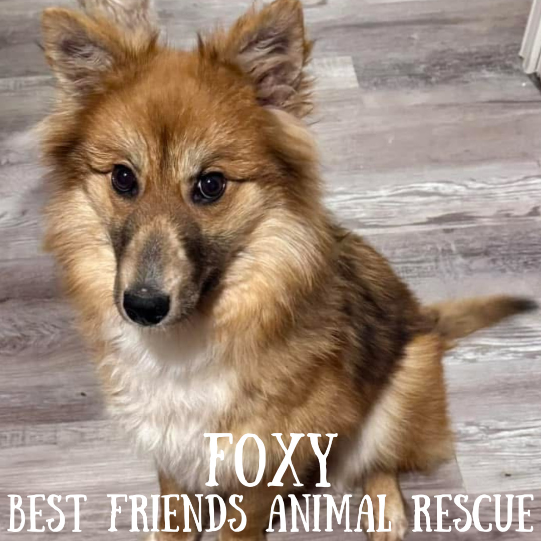 Foxy, an adoptable Finnish Spitz in Wasilla, AK, 99654 | Photo Image 4