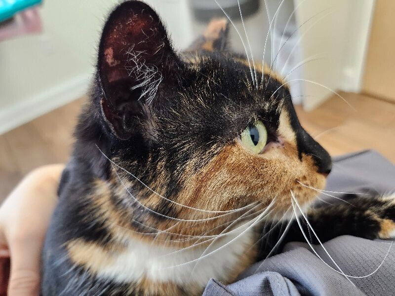 Kiara
