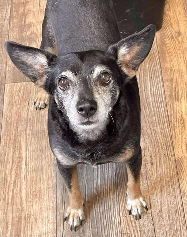 Junior, an adoptable Jack Russell Terrier, Miniature Pinscher in McMinnville, OR, 97128 | Photo Image 1