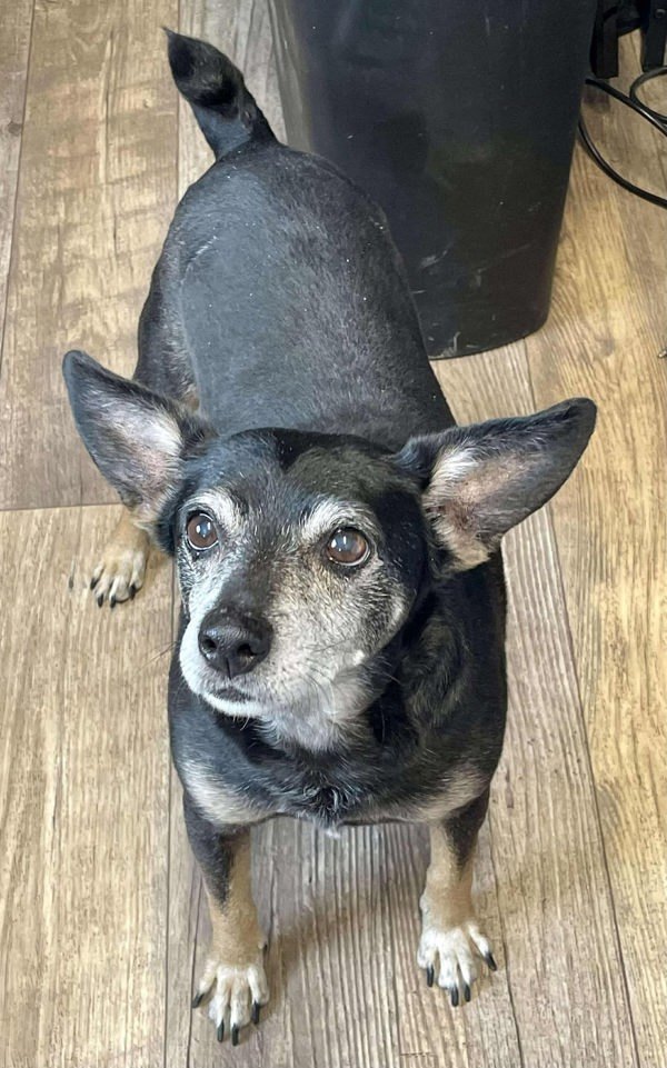 Junior, an adoptable Jack Russell Terrier, Miniature Pinscher in McMinnville, OR, 97128 | Photo Image 2