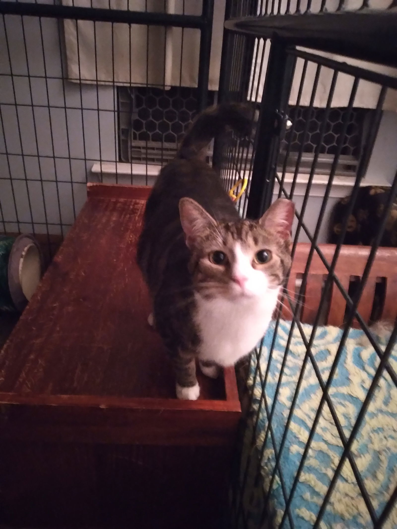(KS Courtesy Post) Trixie