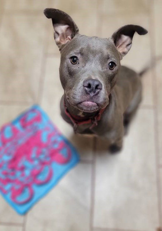 Gracie