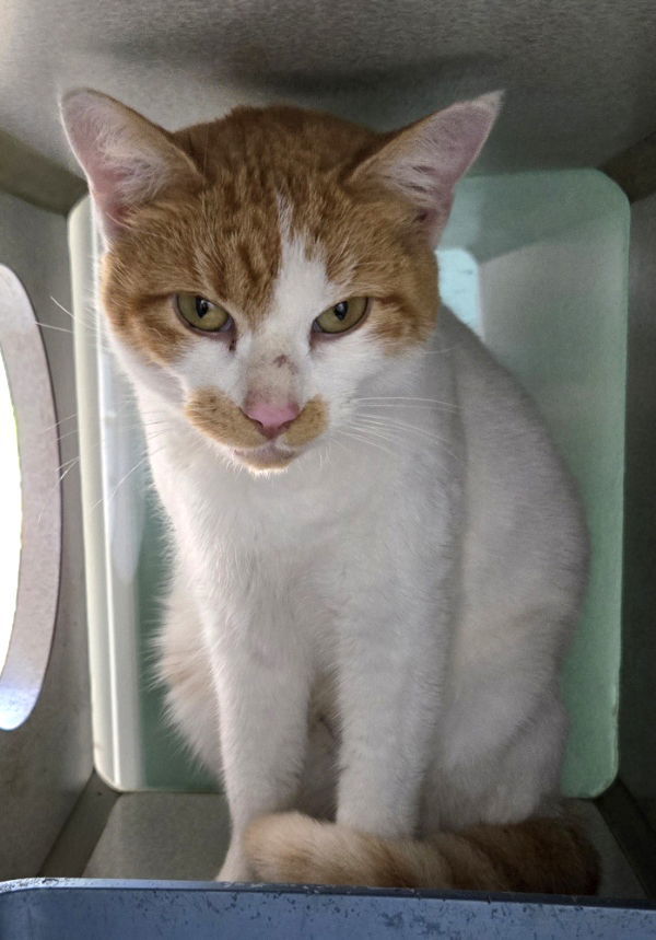 Marmalade