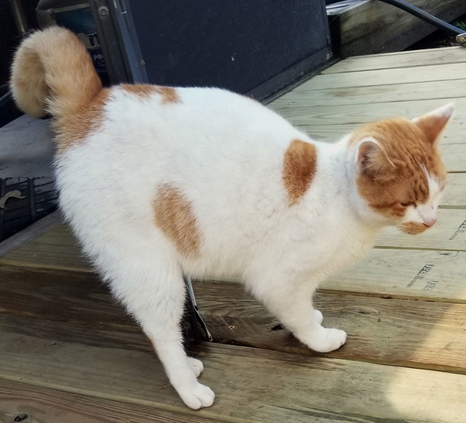 Marmalade