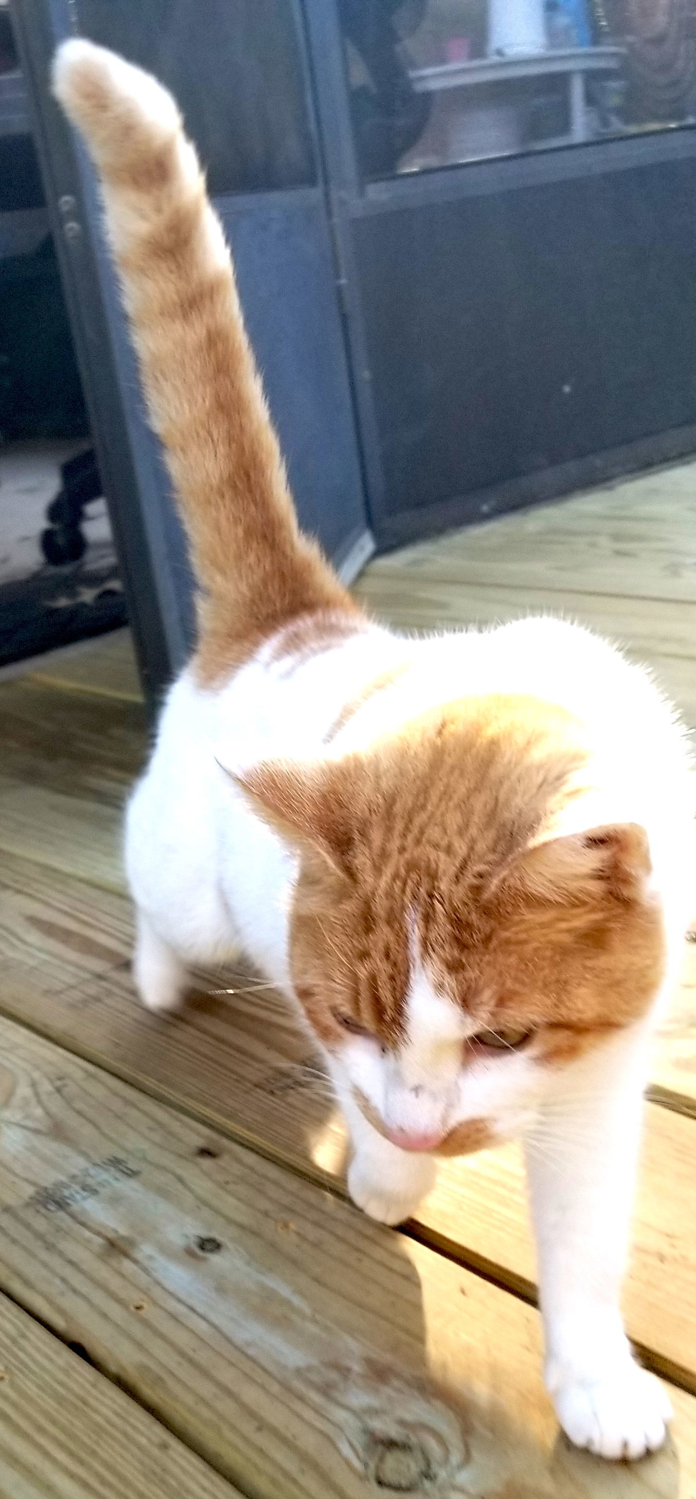 Marmalade