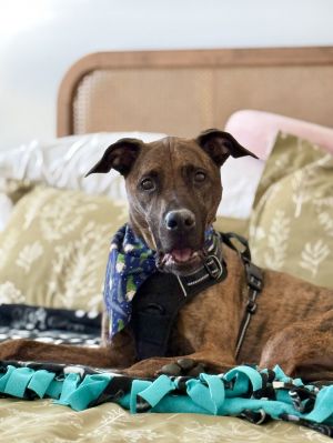 JACK JACK, Adult Male Dutch Shepherd
