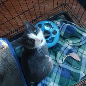 Ashley, Adult Female American Shorthair