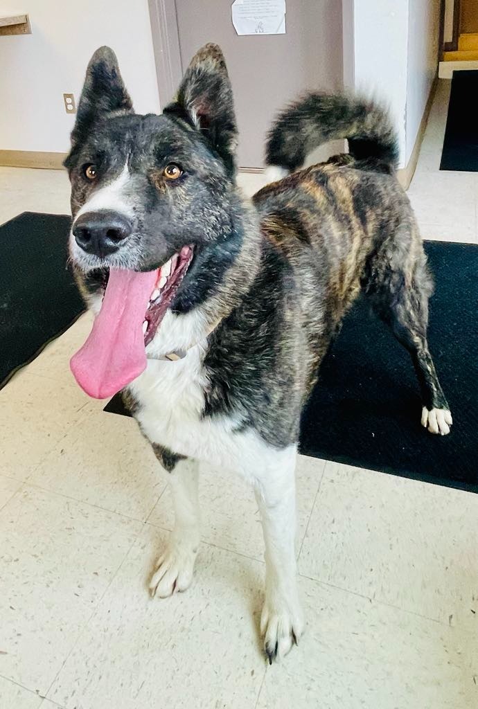 Yukon, an adoptable Akita, Mixed Breed in Green River, WY, 82935 | Photo Image 1