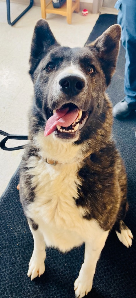 Yukon, an adoptable Akita, Mixed Breed in Green River, WY, 82935 | Photo Image 2