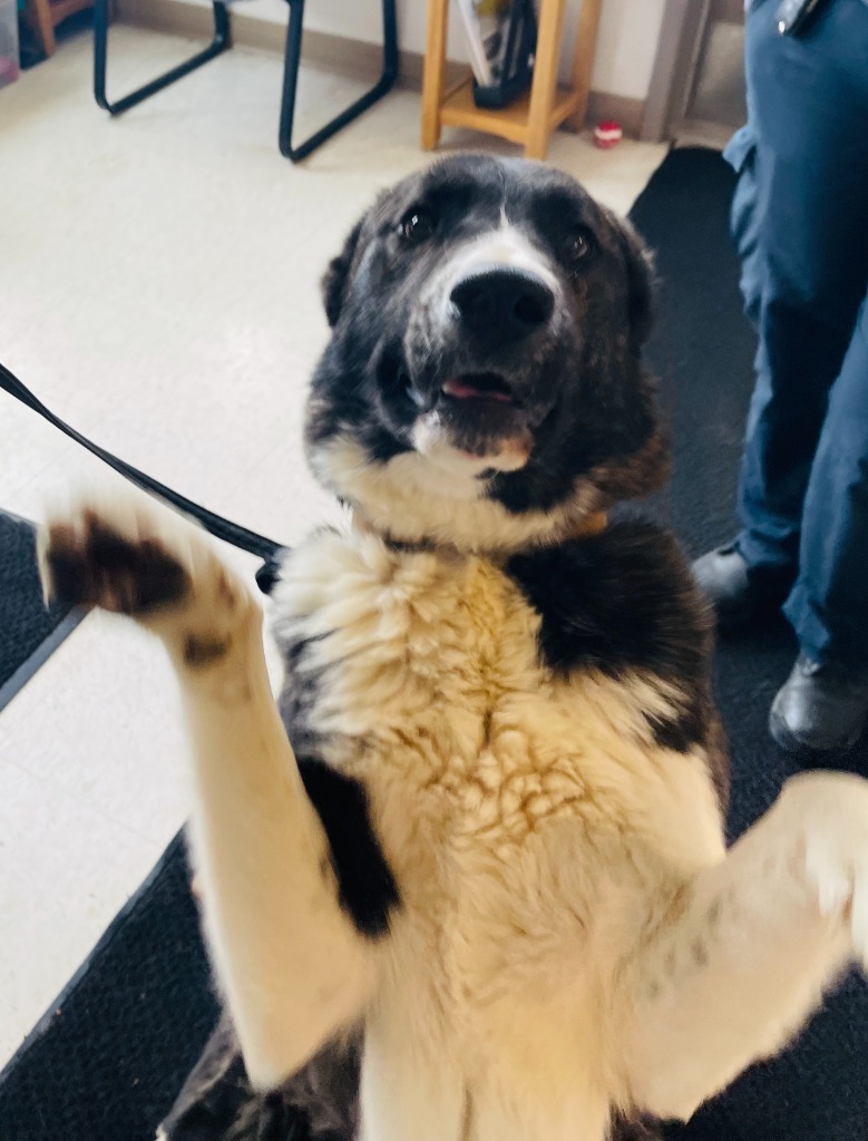 Yukon, an adoptable Akita, Mixed Breed in Green River, WY, 82935 | Photo Image 3