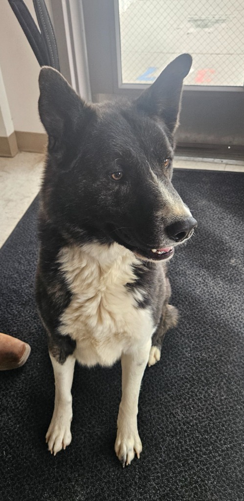 Yukon, an adoptable Akita, Mixed Breed in Green River, WY, 82935 | Photo Image 4