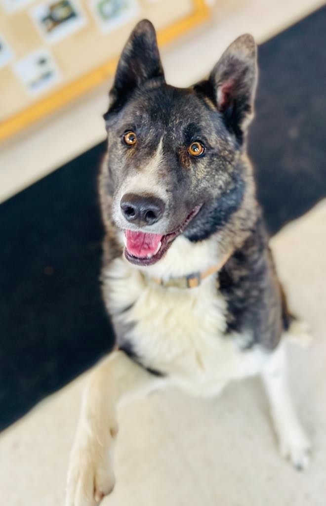 Yukon, an adoptable Akita, Mixed Breed in Green River, WY, 82935 | Photo Image 5