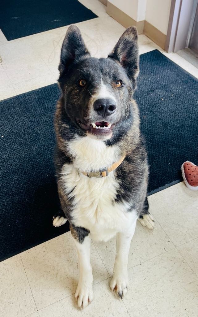 Yukon, an adoptable Akita, Mixed Breed in Green River, WY, 82935 | Photo Image 6