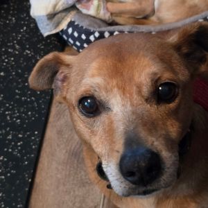Senior seeking senior This guy loves people and is everyones friend He will co-exist with other d