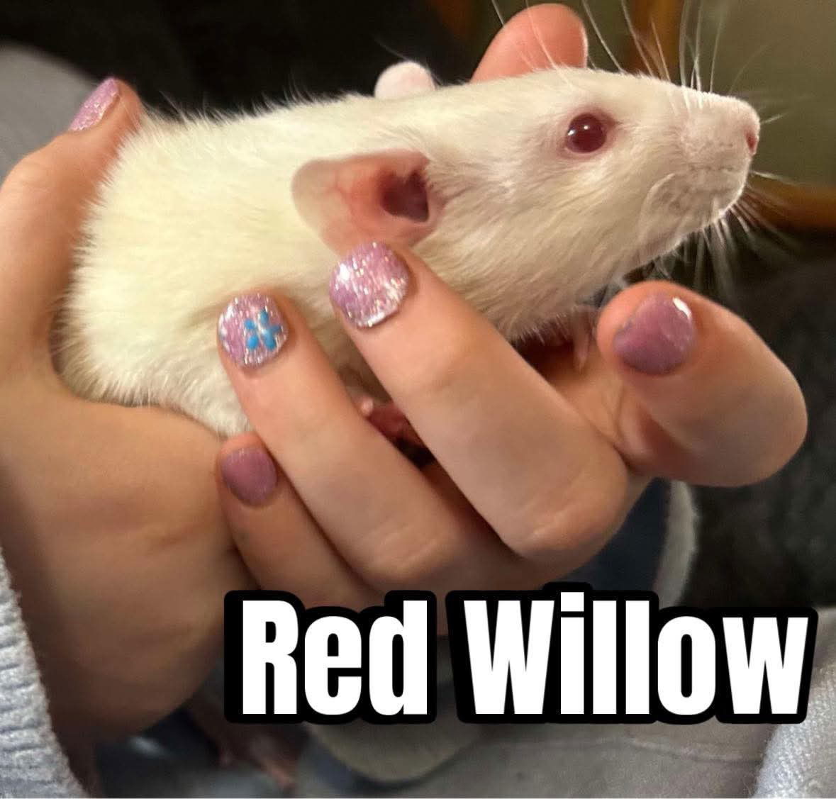 Red Willow