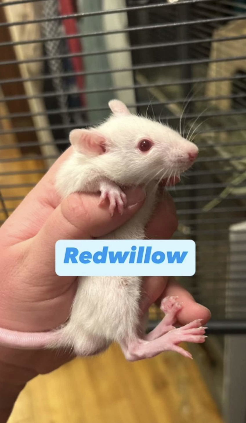 Red Willow