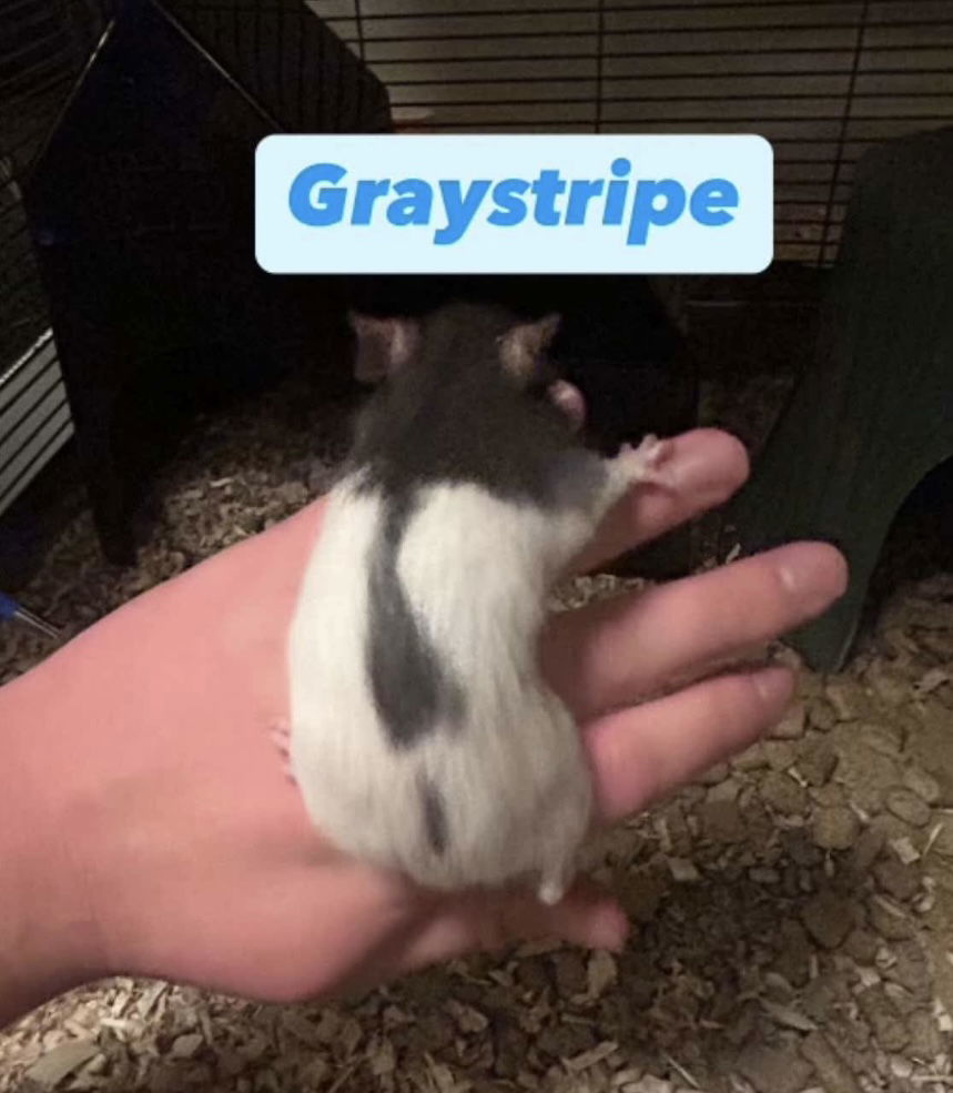 Graystripe