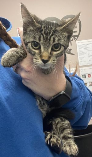 Daffy, Adult Female Domestic Short Hair
