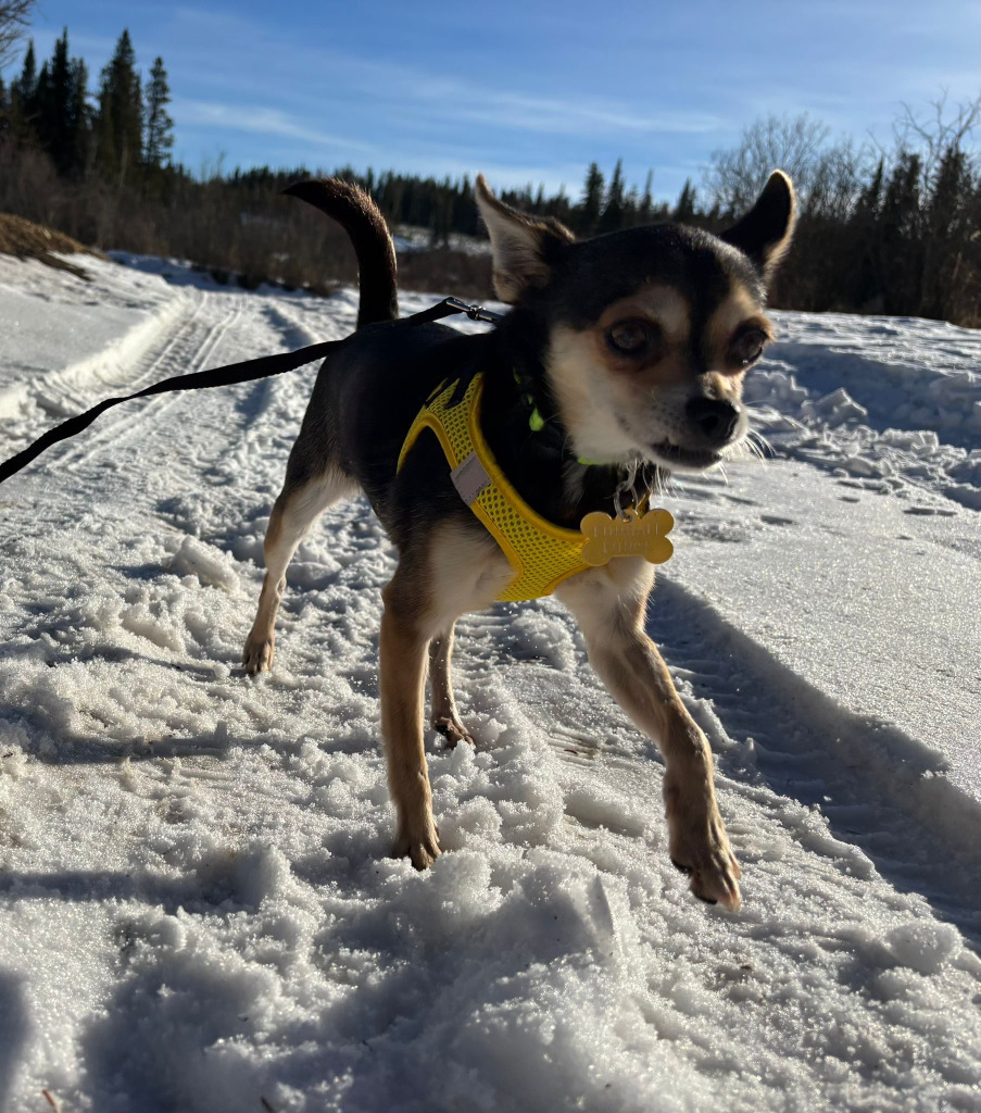 Ivy, an adoptable Jack Russell Terrier, Rat Terrier in Calgary, AB, T3S 0C5 | Photo Image 2
