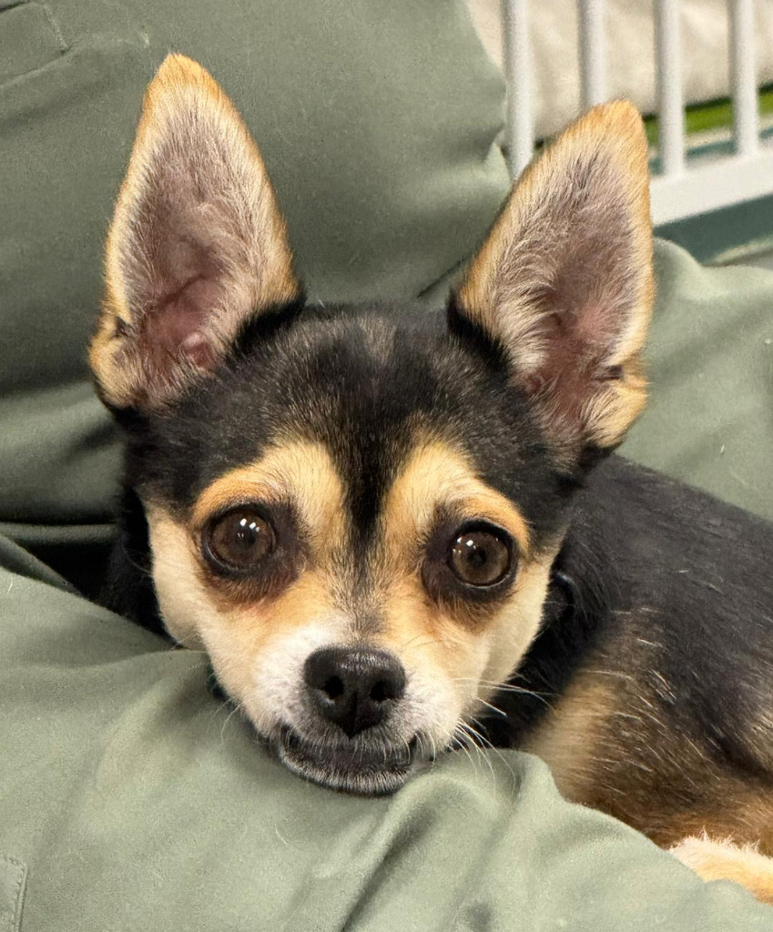 Ivy, an adoptable Jack Russell Terrier, Rat Terrier in Calgary, AB, T3S 0C5 | Photo Image 4