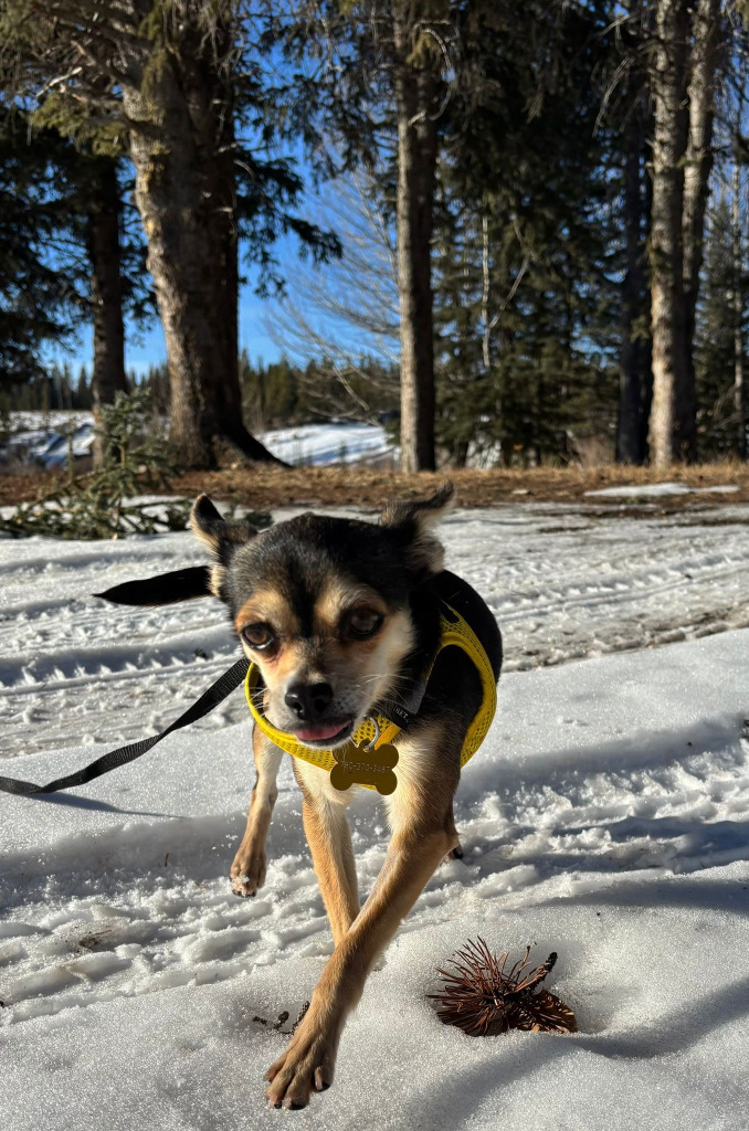 Ivy, an adoptable Jack Russell Terrier, Rat Terrier in Calgary, AB, T3S 0C5 | Photo Image 6