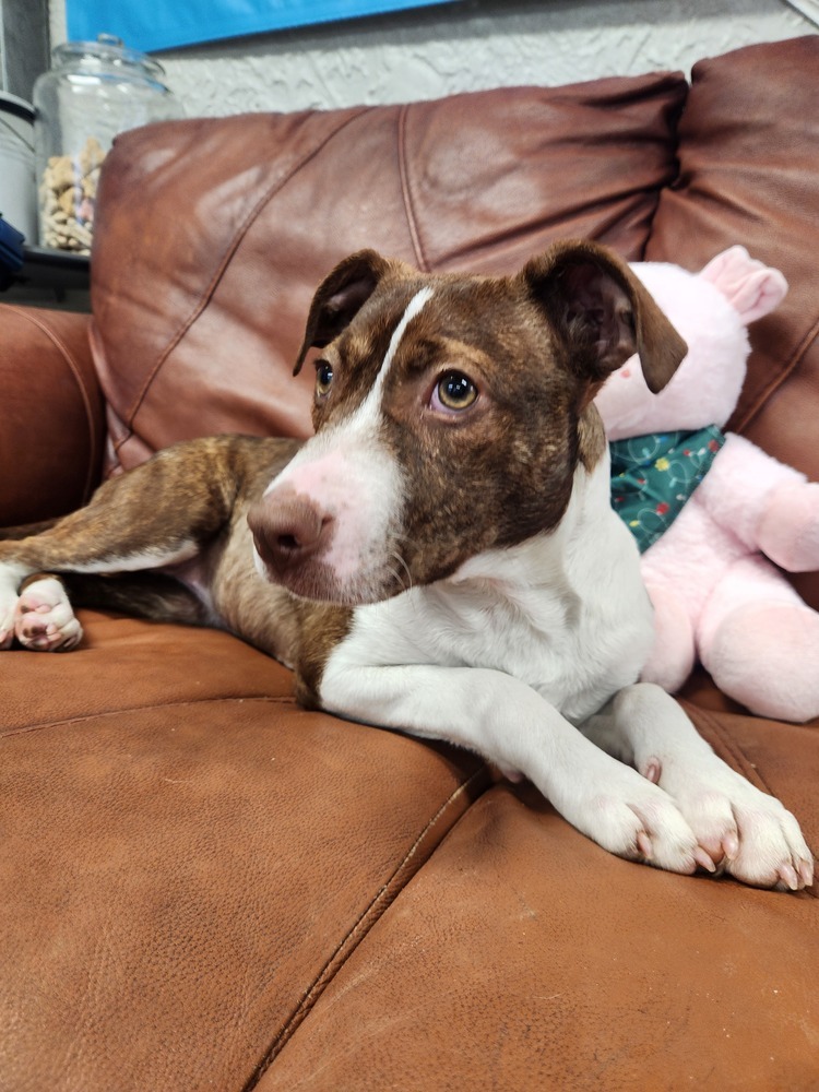 Sally - 25041