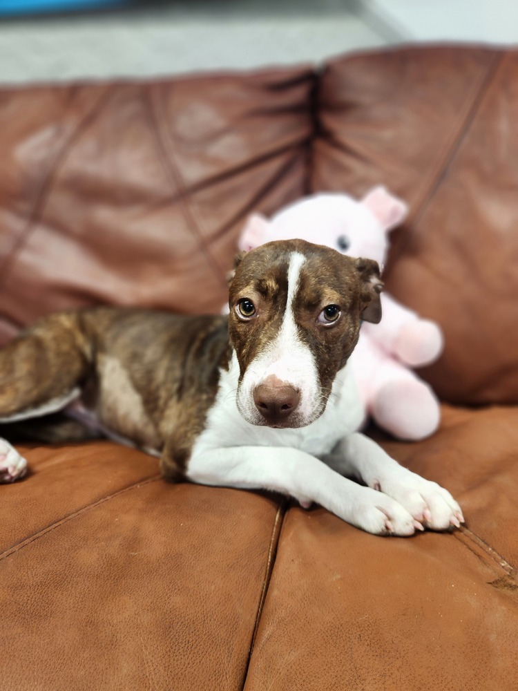 Sally - 25041